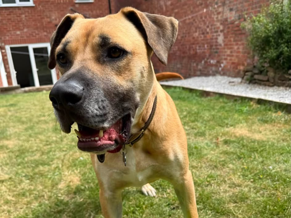 Happy tan dog in a garden during a Woolley Walks visit