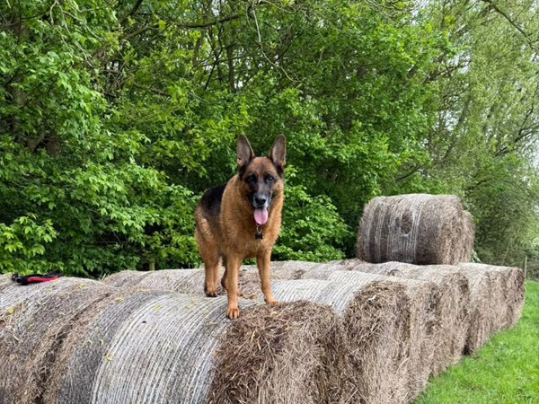 German Shepherd standing on hay bales in the countryside